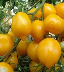 Семена томата Лимон, 1 кг (Moravoseed)