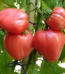 Семена томата Бычье сердце, 100 г (Коуэлл)