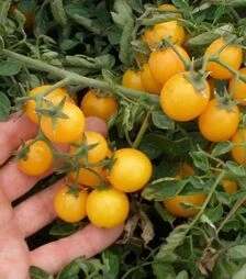 Насіння томату Мініголд, 100 г (Semo)