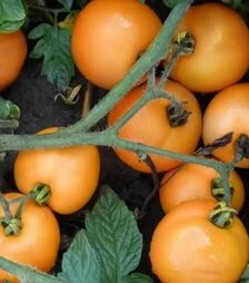 Насіння томату Оранж, 100 г (Semo)