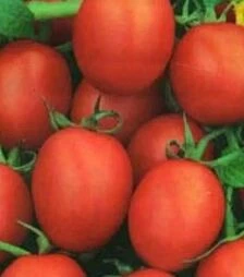 Семена томата Немадор, 100 г (Sais)