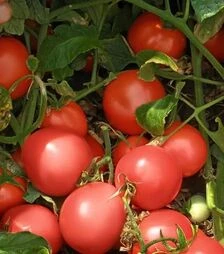 Насіння томату Семалус F1, 20 г (Semo)