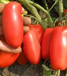 Насіння томату Семапил F1, 20 г (Semo)