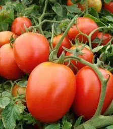 Семена томата Галера, 25 г (Moravoseed)