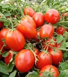 Семена томата Терион, 25 г (Moravoseed)