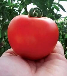 Семена томата Кристалл F1, 5 г (Clause)