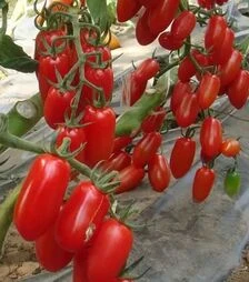 Семена томата Гаспачо F1, 50 г (Breeding Seeds)