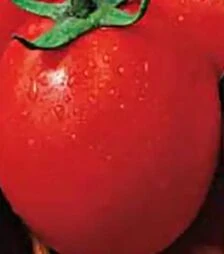 Семена томата Рома, 500 г (Коуэлл)