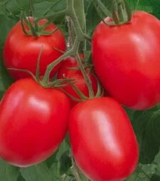 Насіння томату Ріо Гранде, 500 г (Spark Seeds)