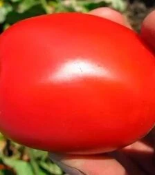 Семена томата Пьетраросса F1, п.е. 1 тыс. семян (Clause)