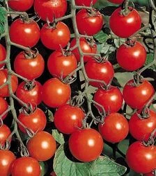 Семена томата Черри Блоссом F1, п.е. 1 тыс. семян (Sakata)