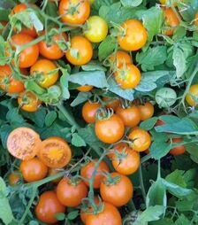 Семена томата Аурентино F1, п.е. 1 тыс. семян (United Genetics)