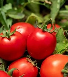 Семена томата Джеральдина F1, п.е. 1 тыс. семян (Syngenta)