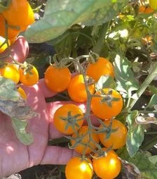 Семена томата Реджиум F1, п.е. 1 тыс. семян (Esasem)