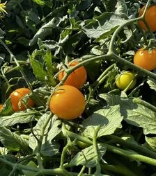 Семена томата Флавино F1, п.е. 1 тыс. семян (United Genetics)