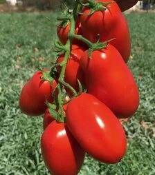 Семена томата Янус F1, п.е. 1 тыс. семян (Sakata)