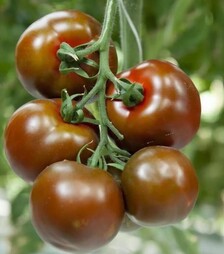 Семена томата Наоми F1, п.е. 1 тыс. семян (Breeding Seeds)