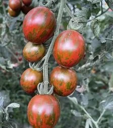 Насіння томату Марітта F1, п.о. 1 тис. насінин (Spark Seeds)