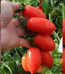 Насіння томату Брісколіно F1, п.о. 1 тис. насінин (United Genetics)