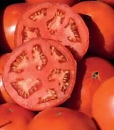 Насіння томату Бобкат F1, п.о. 1 тис. насінин (Syngenta)