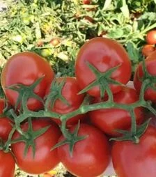 Насіння томату ES 14916 F1, п.о. 1 тис. насінин (Esasem)