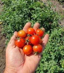 Семена томата Рензино F1, п.е. 1 тыс. семян (Esasem)