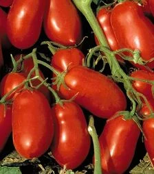 Семена томата Инкас F1, п.е. 1 тыс. семян (Nunhems)