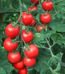 Насіння томату Бейбино F1, п.о. 1 тис. насінин (Semo)