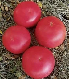 Семена томата Фенда F1, п.е. 1 тыс. семян (Clause)