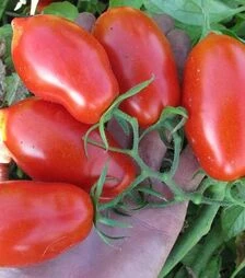 Семена томата Тален F1, п.е. 1 тыс. семян (Esasem)