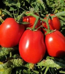 Насіння томату Апгрейд F1, п.о. 10 тис. насінин (Esasem)