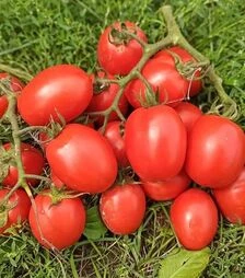 Насіння томату Квікфаєр F1, п.о. 10 тис. насінин (Esasem)