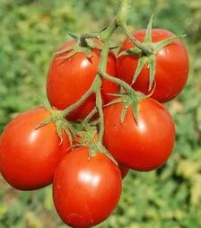 Семена томата Кэрро F1, п.е. 10 тыс. семян (Esasem)