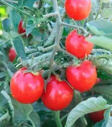 Семена томата Стромболино F1, п.е. 10 тыс. семян (United Genetics)