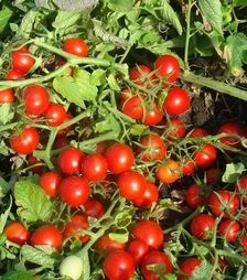 Семена томата Руфус F1, п.е. 10 тыс. семян (Esasem)