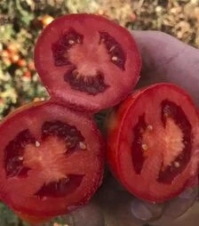 Семена томата 2123 F1, п.е. 100 тыс. семян (Heinz)