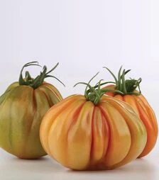 Насіння томату Таркюто F1, п.о. 100 насінин (Enza Zaden)