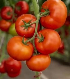 Семена томата Анненфельд F1, п.е. 100 семян (Rijk Zwaan)