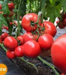 Семена томата Наргиза F1, п.е. 100 семян (Rijk Zwaan)