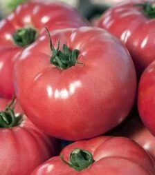 Семена томата ОП-1 F1, п.е. 100 семян (Hazera)