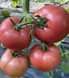 Насіння томату TL 30002 F1, п.о. 100 насінин (Esasem)