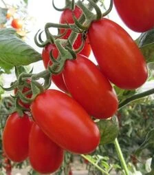Семена томата Цукерино F1, п.е. 100 семян (Cora Seeds)