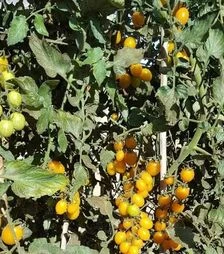 Семена томата ES 5005-821 F1, п.е. 100 семян (Ergon)