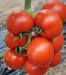 Семена томата Чероки F1, п.е. 100 семян (Esasem)