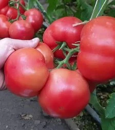 Семена томата Хаэт F1, п.е. 100 семян (Sakata)