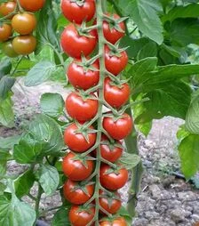 Семена томата Марголь F1, п.е. 100 семян (Yuksel Tohum)