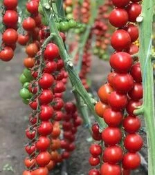 Семена томата Деличчио F1, п.е. 250 семян (Hazera)