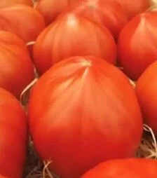 Семена томата Массон F1, п.е. 250 семян (Clause)