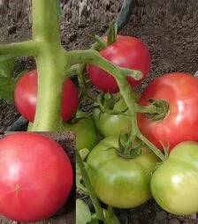 Насіння томату Тех 2721 F1, п.о. 250 насінин (Takii Seed)