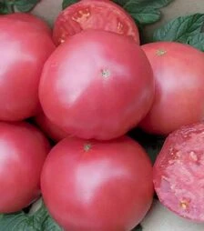 Семена томата Сим-Сим F1, п.е. 250 семян (Libra Seeds)